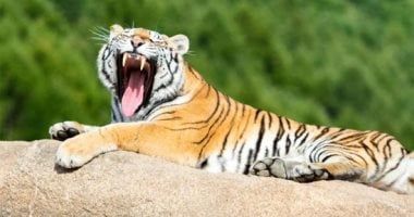 غريزة الافتراس وتغيير طبيعة حياتهم.. أبرز أسباب هجمات النمور على البشر