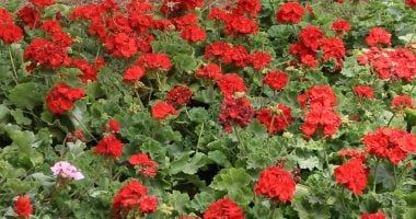 انطلاق معرض زهور الربيع 12 أبريل بالمتحف الزراعى في الدقى