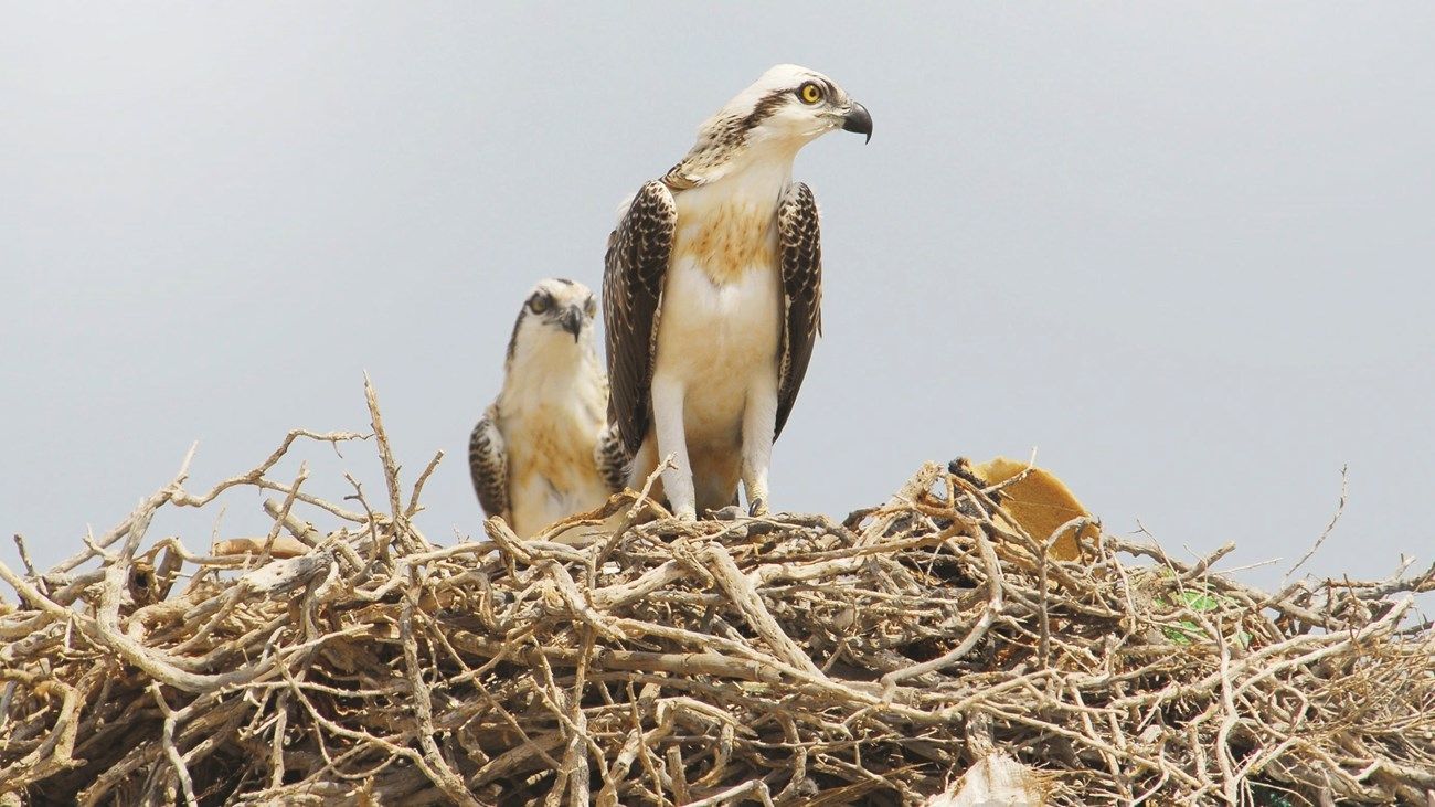«بيئة أبوظبي»: تتبّع 53 فرخاً من العقاب النساري