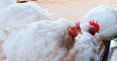 الزراعة: إنتاجنا من الدواجن يتجاوز الـ 1,5 مليار دجاجة و14 مليار بيضة سنويا