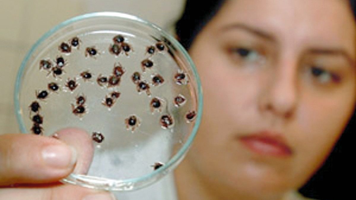 الامارات | مختصون يحذرون من لدغاتها مع حلول الربيع.. حشرة مزعجة تتسبب بأمراض صعبة