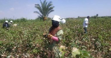 6 قرارات وزارية لتنظيم زراعة القطن فى مصر.. اعرف التفاصيل