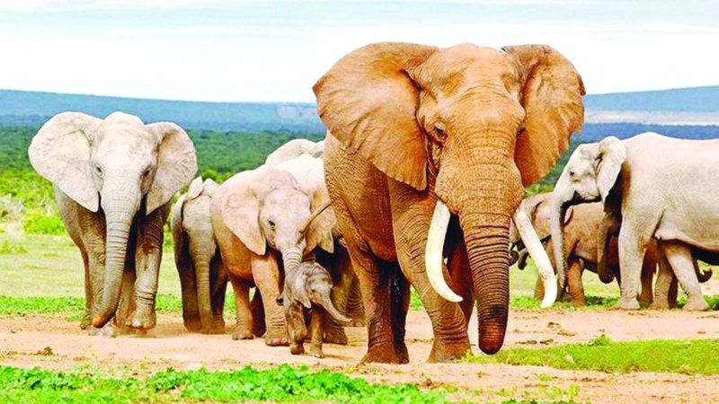 الامارات | الأفيال تتخذ قرارات «استراتيجية» مثيرة للدهشة لتوفير الطاقة