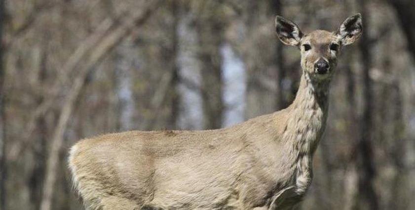 خوف عالمي من انتشار مرض زومبي الغزلان القاتل.. تعرف على أعراضه