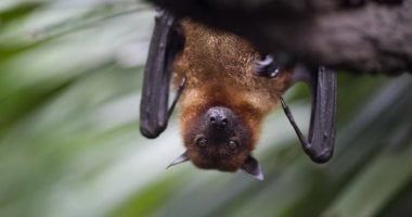 تكنولوجيا: دراسة: الخفافيش تتجنب حوادث الاصطدام فى الجو عن طريق تعديل موقعها بالصدى