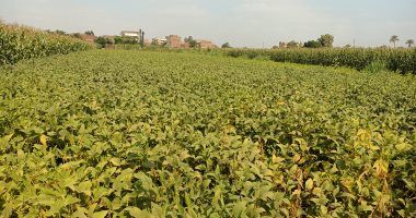 ما لا تعرفه عن محصول فول الصويا.. المنيا تتصدر المركز الأول فى زراعته
