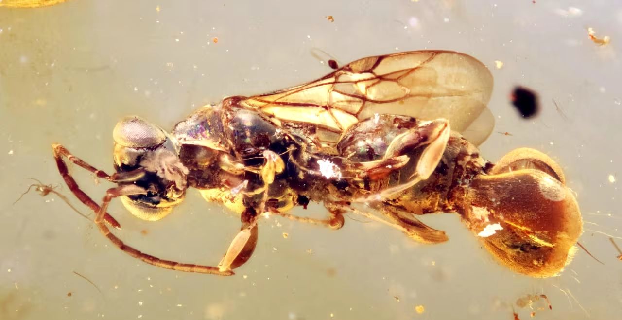 يفوق الخيال".. علماء يكتشفون دبورًا من العصر الطباشيري محفوظا بعنبر