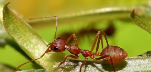 باحثون صينيون يكتشفون علاجا جديدا للأورام من سم نمل النار الأحمر.. طفرة علمية