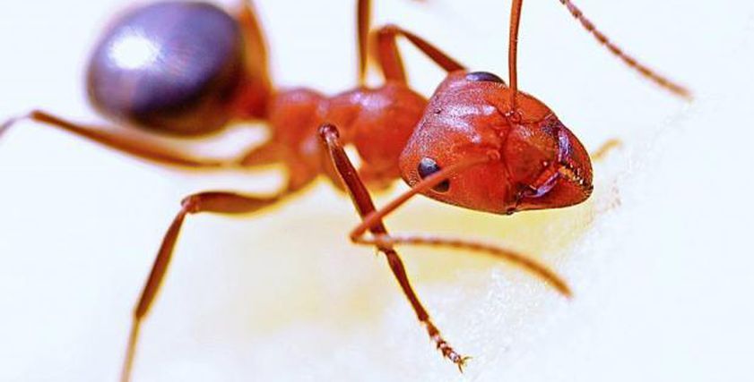 باحثون صينيون يكتشفون علاجا جديدا للأورام من سم نمل النار الأحمر.. طفرة علمية