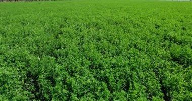 توصيات عاجلة لمزارعى الأعلاف الخضراء.. تعرف عليها