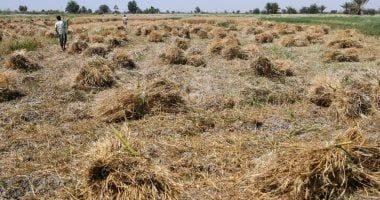 البحوث الزراعية: قمح المكرونة يزرع بشكل رئيسي في مناطق وسط وجنوب مصر