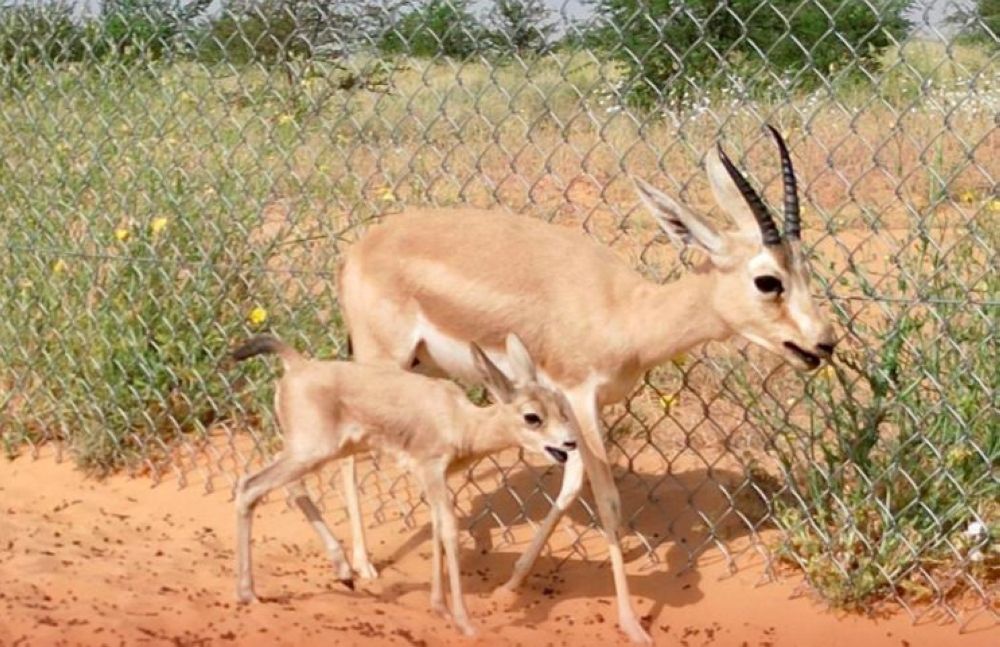 شاهد| ولادة خمسة غزلان ريم المهددة بالانقراض في واحة بريدة العالمية