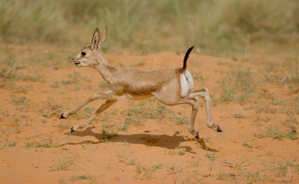 شاهد| ولادة خمسة غزلان ريم المهددة بالانقراض في واحة بريدة العالمية
