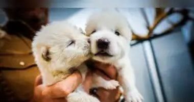 تكنولوجيا: عودة الذئاب الرهيبة.. رومولوس وريموس وخاليسى أول من تجوب الأرض منذ 13000 عام