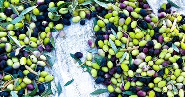 توصيات عاجلة من الزراعة لمزارعى الزيتون.. تعرف عليها