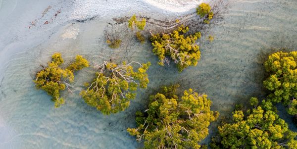 برعاية رئيس الدولة.. المؤتمر العالمي للحفاظ على الطبيعة 2025 يعقد فعالياته في أبوظبي