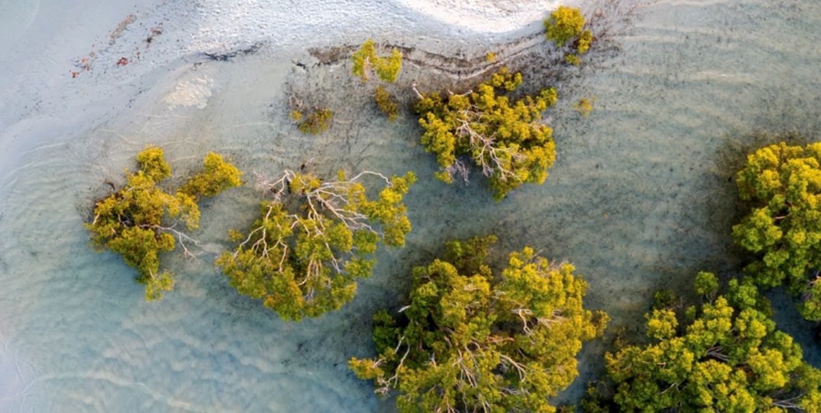 الامارات | تحت رعاية رئيس الدولة.. الإمارات تستضيف المؤتمر العالمي للحفاظ على الطبيعة أكتوبر المقبل