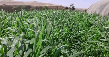 مركز المناخ: انخفاض الحرارة 10 درجات على الوجه البحرى اليوم الأربعاء