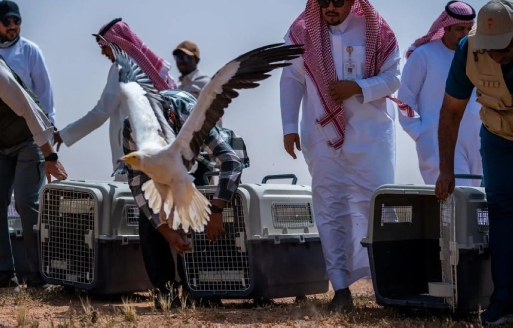 صور.. إطلاق 25 كائنًا فطريًا مهددًا بالانقراض بمحمية الإمام تركي