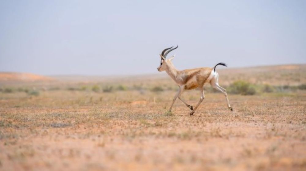 صور.. إطلاق 25 كائنًا فطريًا مهددًا بالانقراض بمحمية الإمام تركي