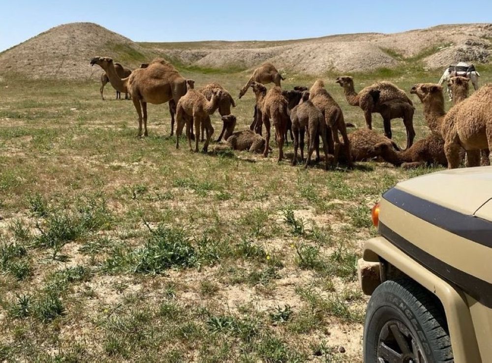 "الأمن البيئي" يضبط مخالفين لنظام البيئة بمحميتي الإمام تركي وطويق