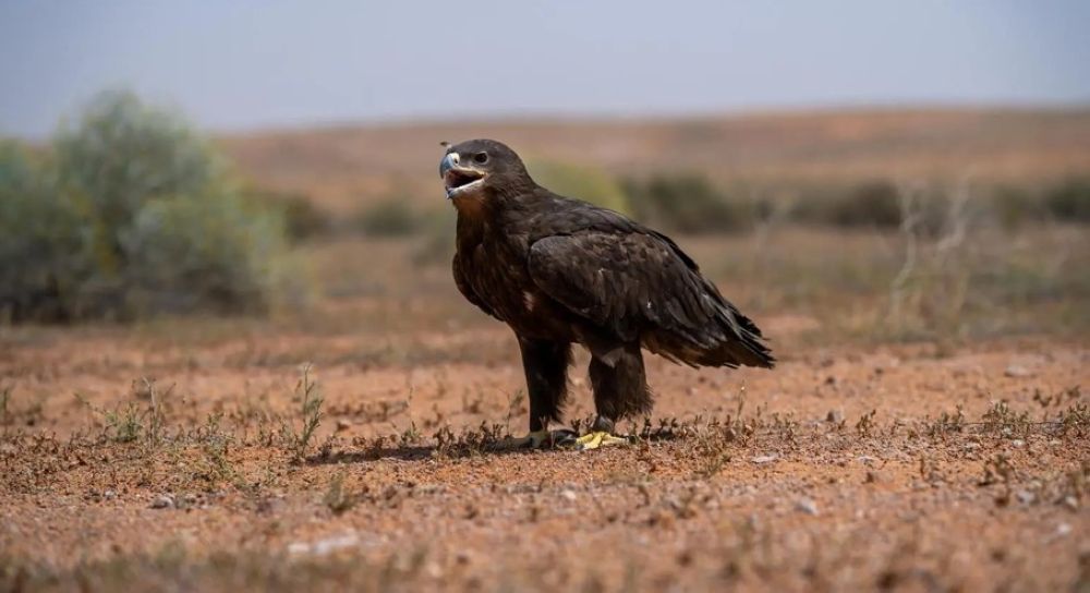 صور.. إطلاق 25 كائنًا فطريًا مهددًا بالانقراض بمحمية الإمام تركي