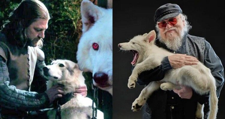 بعد ان كان شخصية اساسية في سلسلته Game of Thrones.. جورج ر. ر. مارتن يستقبل الذئاب الرهيبة