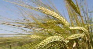 تعرف على أهم التوصيات الفنية لمزارعى الشعير
