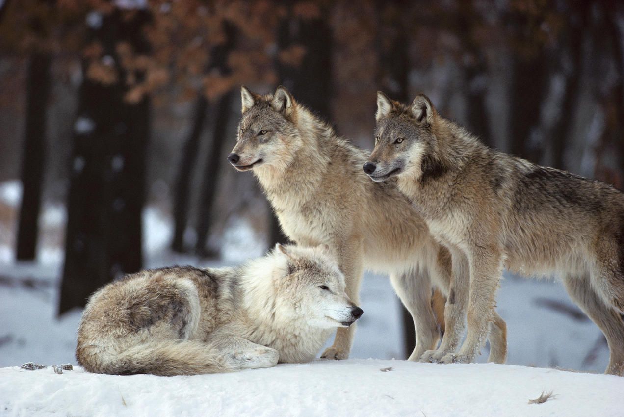 الامارات | يقتل زوجته ويلقي بجثتها للذئاب في الصحراء