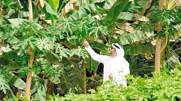 مزارع العين.. رمز العطاء والاستدامة في الإمارات