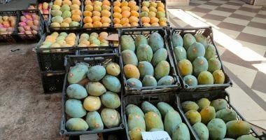 توصيات عاجلة من الزراعة لمزارعى المانجو.. تعرف عليها