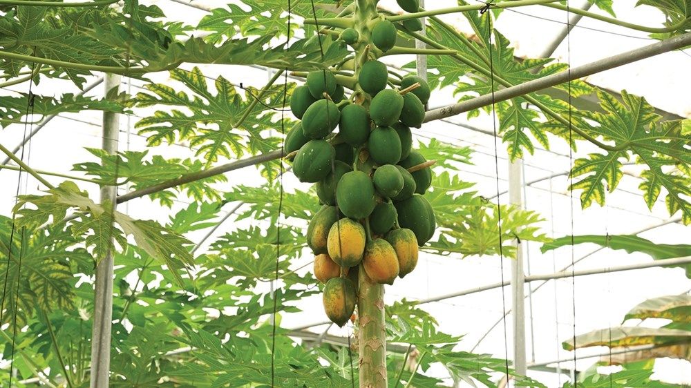 مزارع العين.. رمز العطاء والاستدامة في الإمارات