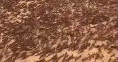 الزراعة: عمليات مسح لرصد الجراد بالمناطق الحدودية