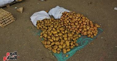 تعرف على أفضل مراحل زراعة محصول البطاطس على مدار العام