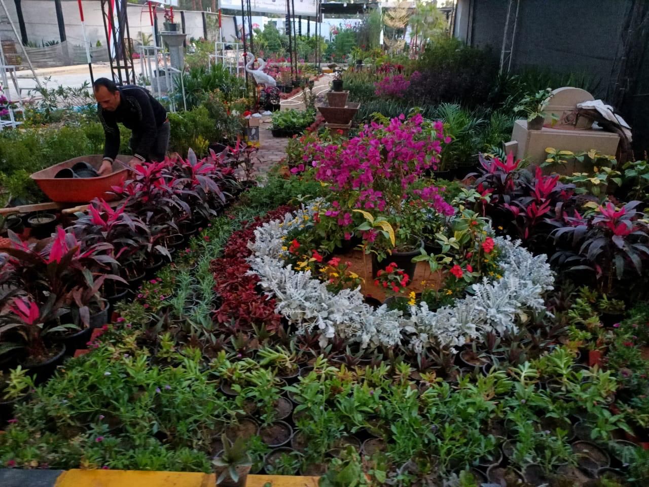 شاهد معرض زهور الربيع قبل افتتاحه الأسبوع الحالى.. صور