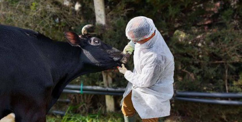 بعد إصابة 4 مزارع في المجر.. تحذير من وباء يهدد الإنسان والحيوان