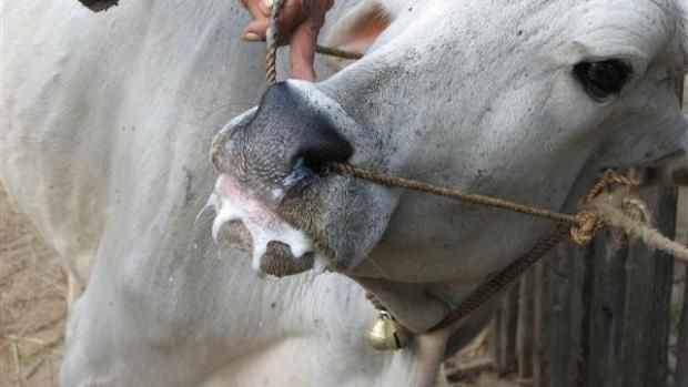 بعد إصابة 4 مزارع في المجر.. تحذير من وباء يهدد الإنسان والحيوان