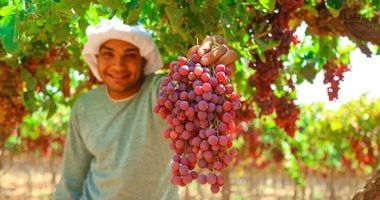 ‎8 توصيات فنية لمزارعى العنب.. تعرف عليها