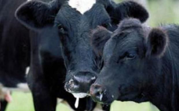 بعد إصابة 4 مزارع في المجر.. تحذير من وباء يهدد الإنسان والحيوان