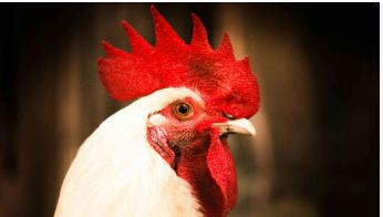 الامارات | العراق: خلاف على "تنظيف دجاجة".. يتحول إلى ساحة اشتباك بالسلاح (فيديو)