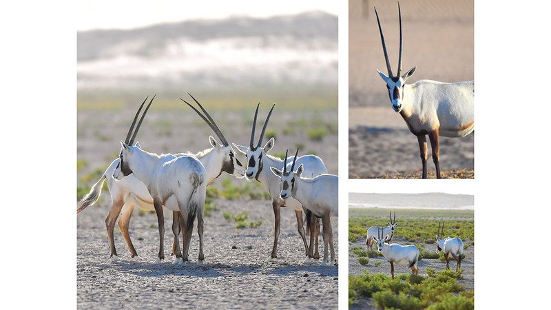 الامارات | «الوضيحي».. تحت شمس دبي
