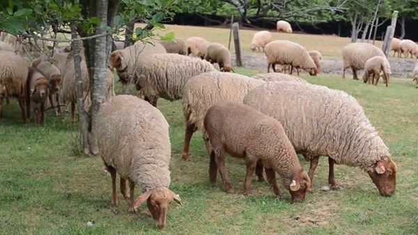 ألمانيا تكشف عن خلو البلاد من مرض مثير للقلق