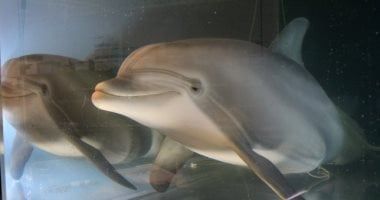 تكنولوجيا: جوجل تعلن عن نموذج ذكاء اصطناعى يمكنه ترجمة أصوات الدلافين