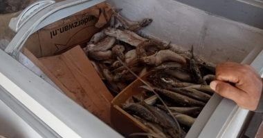 محافظة الجيزة تضبط 3.5 طن رنجة ومصنعات لحوم ودواجن فاسدة