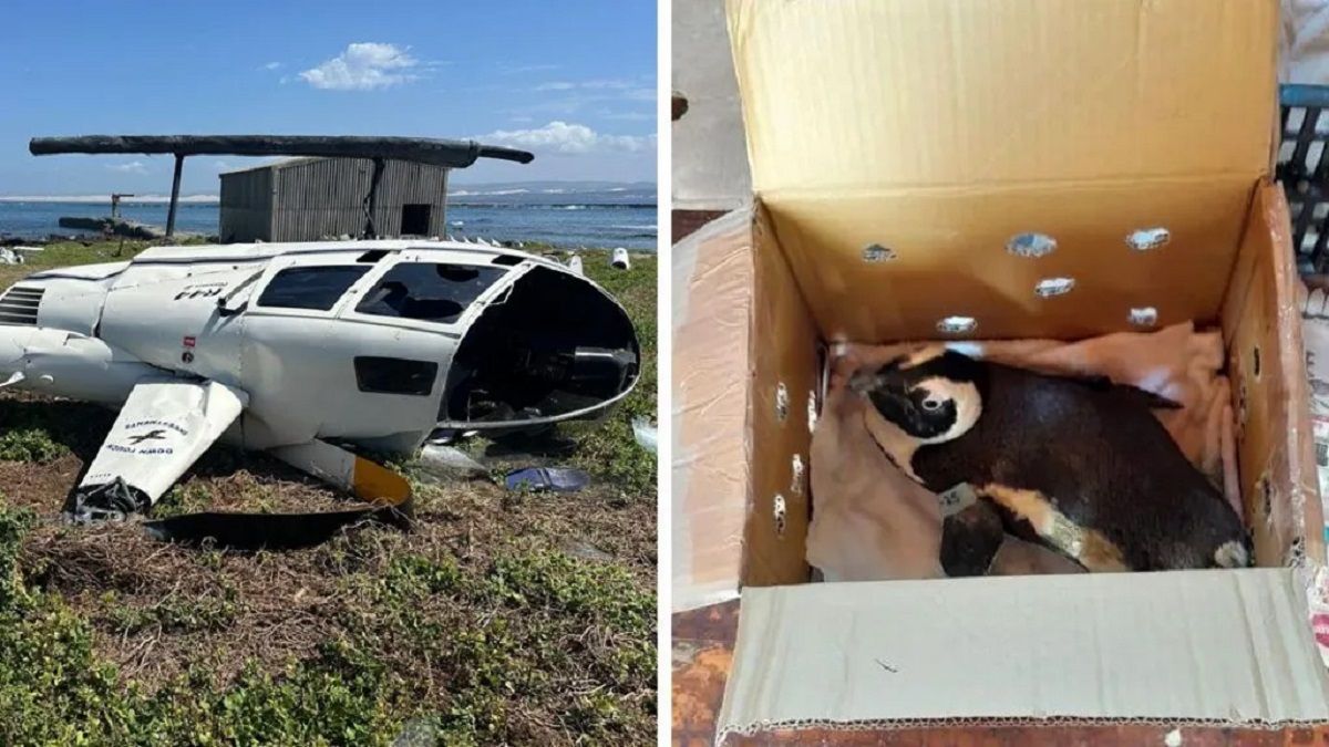 الامارات | بطريق يتسبب بسقوط طائرة