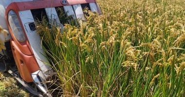 البحوث الزراعية: تطوير أصناف جديدة من الأرز تتحمل الجفاف والملوحة