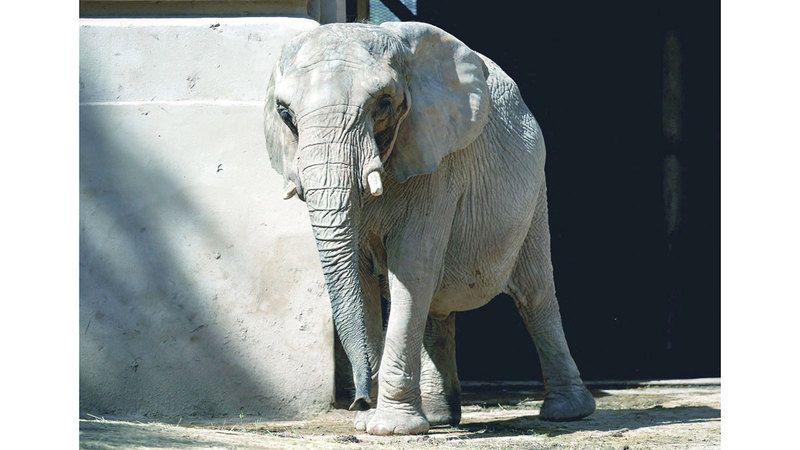 الامارات | بعد 30 عاماً في الأَسر.. الفيْلة «بوبي» إلى الحرية