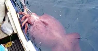 تكنولوجيا: شاهد.. علماء يصورون حبارًا ضخمًا حيًا لأول مرة