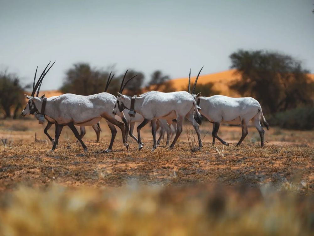 بعد 90 عامًا من انقراضه.. إعادة 153 مها عربيًا لمحمية الملك سلمان