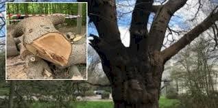 اُعدِمت البلوطة العتيقة فاعتذرت شركة الحانات